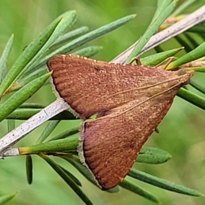 Endotricha ignealis (A Pyralid moth (Endotrichinae)) at Stromlo, ACT - 13 Jan 2022 by trevorpreston