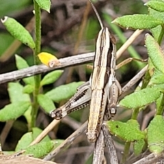Macrotona australis (Common Macrotona Grasshopper) at Block 402 - 12 Jan 2022 by trevorpreston
