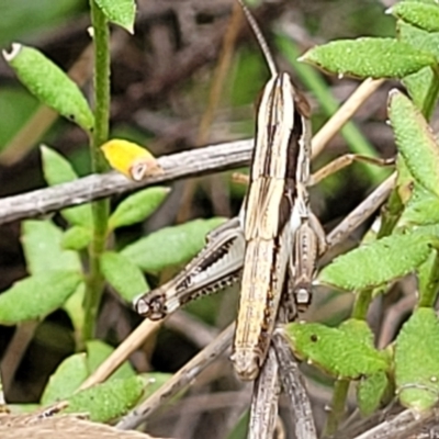 Macrotona australis (Common Macrotona Grasshopper) at Stromlo, ACT - 12 Jan 2022 by tpreston