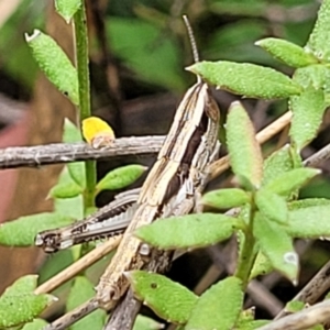 Macrotona australis at Stromlo, ACT - 13 Jan 2022