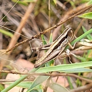 Macrotona australis at Stromlo, ACT - 13 Jan 2022 10:11 AM