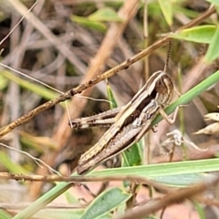 Macrotona australis at Stromlo, ACT - 13 Jan 2022 10:11 AM