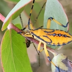 Amorbus sp. (genus) (Eucalyptus Tip bug) at Block 402 - 12 Jan 2022 by trevorpreston