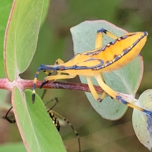 Amorbus (genus) at Stromlo, ACT - 13 Jan 2022 10:10 AM