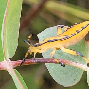 Amorbus (genus) at Stromlo, ACT - 13 Jan 2022 10:10 AM