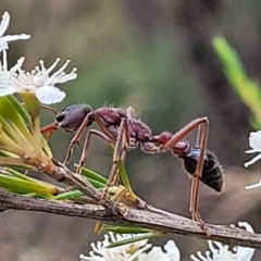 Myrmecia simillima (A Bull Ant) at Stromlo, ACT - 12 Jan 2022 by tpreston