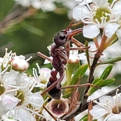 Myrmecia simillima at Stromlo, ACT - 13 Jan 2022 10:07 AM