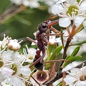 Myrmecia simillima at Stromlo, ACT - 13 Jan 2022 10:07 AM