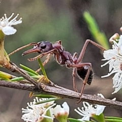 Myrmecia simillima at Stromlo, ACT - 13 Jan 2022 10:07 AM