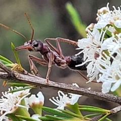 Myrmecia simillima at Stromlo, ACT - 13 Jan 2022 10:07 AM