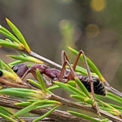 Myrmecia simillima at Stromlo, ACT - 13 Jan 2022 10:07 AM