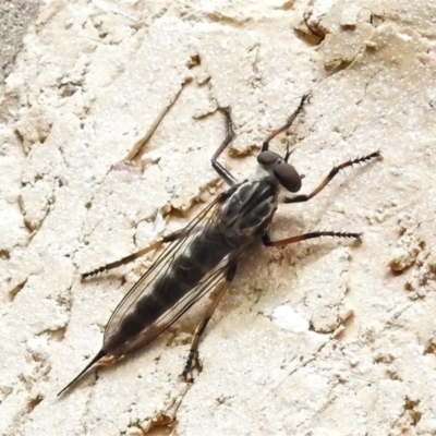 Cerdistus sp. (genus) (Yellow Slender Robber Fly) at Wanniassa, ACT - 12 Jan 2022 by JohnBundock