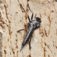 Cerdistus sp. (genus) at Wanniassa, ACT - 13 Jan 2022 10:09 AM