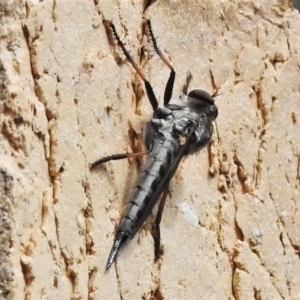 Cerdistus sp. (genus) at Wanniassa, ACT - 13 Jan 2022