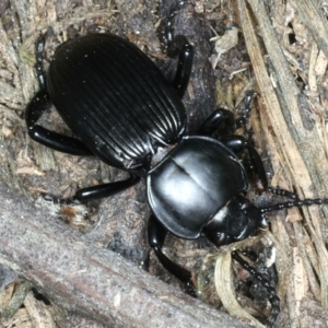 Cardiothorax monarensis at Mulloon, NSW - 10 Jan 2022