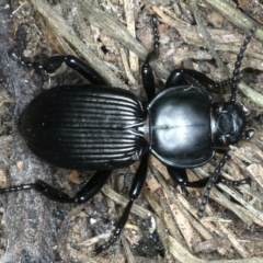 Cardiothorax monarensis at Mulloon, NSW - 10 Jan 2022