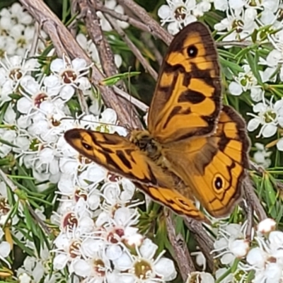 Heteronympha merope (Common Brown Butterfly) at Piney Ridge - 12 Jan 2022 by tpreston