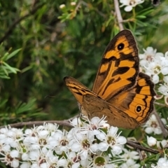 Heteronympha merope at Stromlo, ACT - 13 Jan 2022