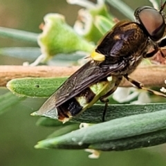 Odontomyia hunteri (Soldier fly) at Piney Ridge - 12 Jan 2022 by tpreston