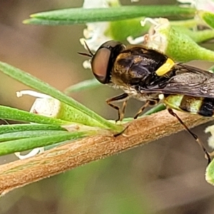 Odontomyia hunteri at Stromlo, ACT - 13 Jan 2022