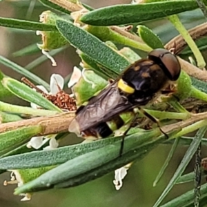 Odontomyia hunteri at Stromlo, ACT - 13 Jan 2022