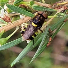 Odontomyia hunteri at Stromlo, ACT - 13 Jan 2022