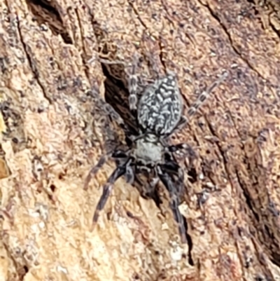 Unverified Spider at Denman Prospect, ACT - 13 Jan 2022 by trevorpreston