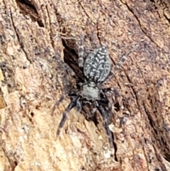 Unidentified Jumping & peacock spider (Salticidae) (TBC) at Stromlo, ACT - 12 Jan 2022 by tpreston