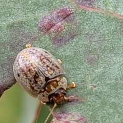 Paropsisterna m-fuscum (Eucalyptus Leaf Beetle) at Block 402 - 12 Jan 2022 by trevorpreston