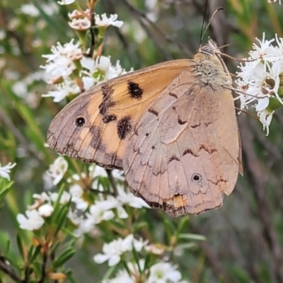 Heteronympha merope (Common Brown Butterfly) at Stromlo, ACT - 12 Jan 2022 by tpreston