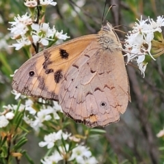 Heteronympha merope at Stromlo, ACT - 13 Jan 2022 09:55 AM