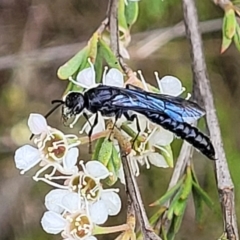 Rhagigaster ephippiger (Smooth flower wasp) at Piney Ridge - 12 Jan 2022 by tpreston