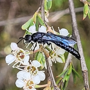 Rhagigaster ephippiger at Stromlo, ACT - 13 Jan 2022