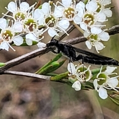 Rhagigaster ephippiger at Stromlo, ACT - 13 Jan 2022