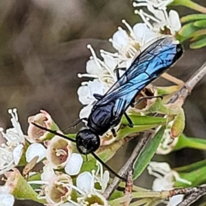 Rhagigaster ephippiger at Stromlo, ACT - 13 Jan 2022