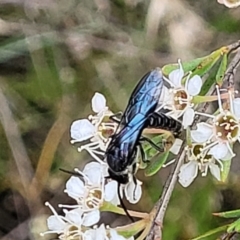 Rhagigaster ephippiger at Stromlo, ACT - 13 Jan 2022