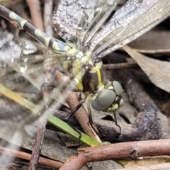 Parasynthemis regina (Royal Tigertail) at Block 402 - 12 Jan 2022 by trevorpreston