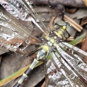 Parasynthemis regina at Stromlo, ACT - 13 Jan 2022 09:46 AM