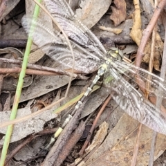 Parasynthemis regina at Stromlo, ACT - 13 Jan 2022 09:46 AM