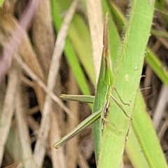 Acrida conica (Giant green slantface) at Stromlo, ACT - 13 Jan 2022 by trevorpreston