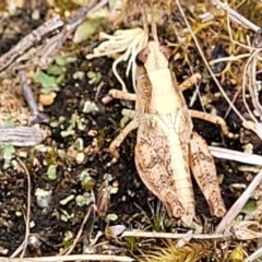 Phaulacridium vittatum (Wingless Grasshopper) at Piney Ridge - 12 Jan 2022 by tpreston