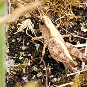 Phaulacridium vittatum at Stromlo, ACT - 13 Jan 2022