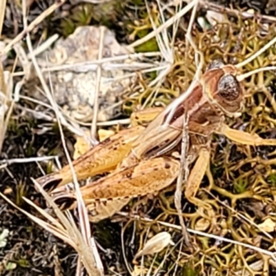 Brachyexarna lobipennis (Stripewinged meadow grasshopper) at Piney Ridge - 13 Jan 2022 by trevorpreston