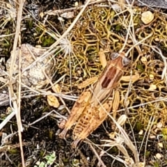 Brachyexarna lobipennis at Stromlo, ACT - 13 Jan 2022