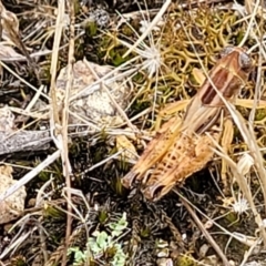 Brachyexarna lobipennis at Stromlo, ACT - 13 Jan 2022