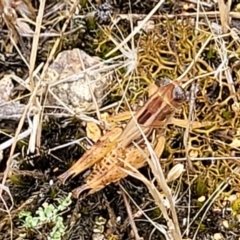 Brachyexarna lobipennis at Stromlo, ACT - 13 Jan 2022