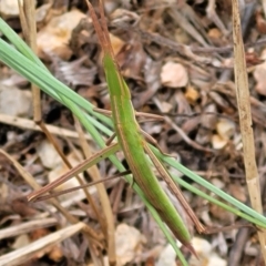 Acrida conica (Giant green slantface) at Piney Ridge - 12 Jan 2022 by tpreston