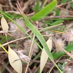 Acrida conica at Stromlo, ACT - 13 Jan 2022