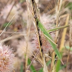 Acrida conica at Stromlo, ACT - 13 Jan 2022