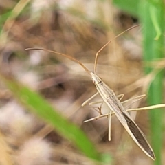 Mutusca brevicornis (A broad-headed bug) at Block 402 - 12 Jan 2022 by trevorpreston